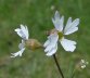 Small flowered Prairie Star